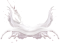 Splash of milk