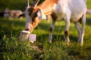 Goat Golden Ghee